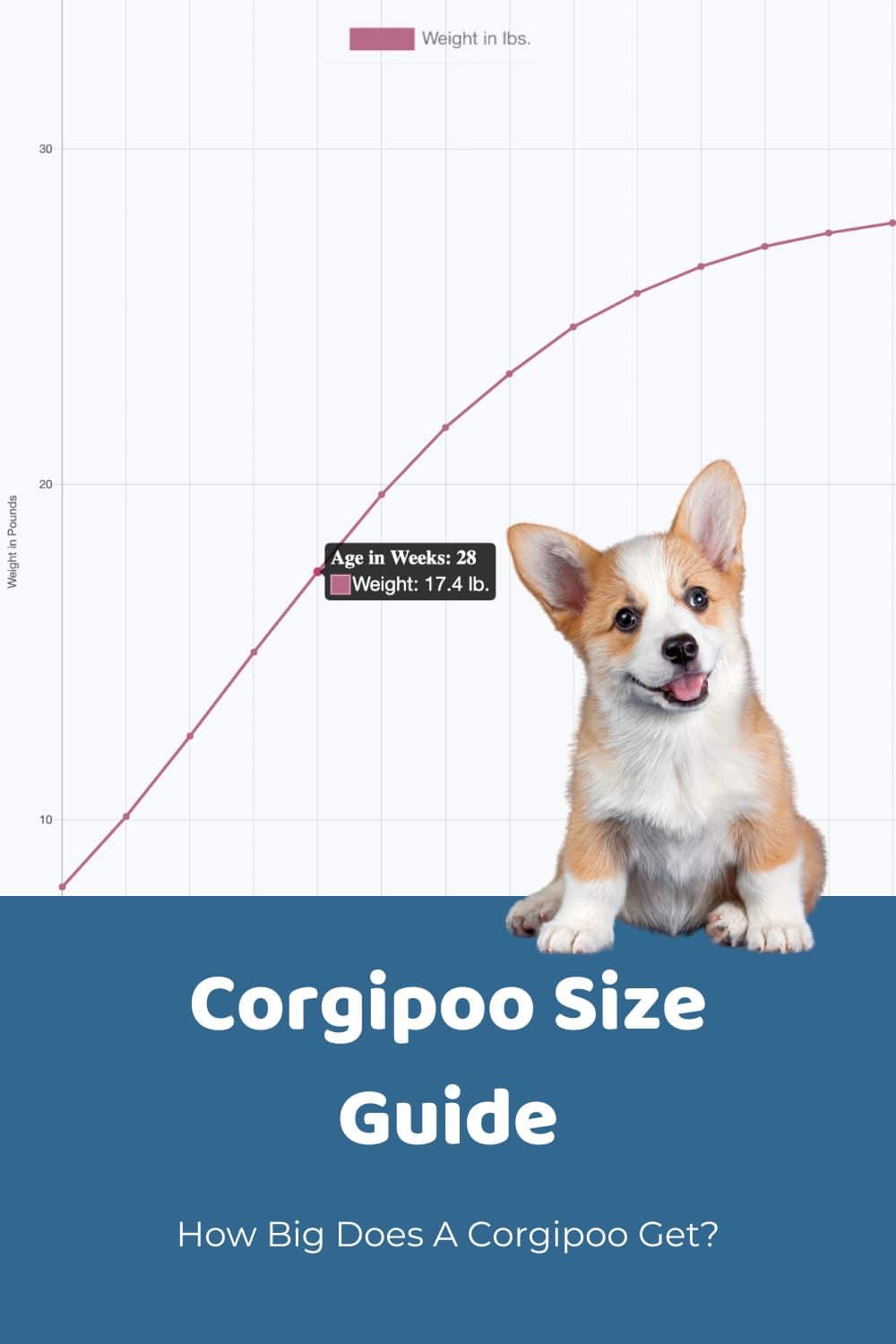 Corgipoo Size Guide