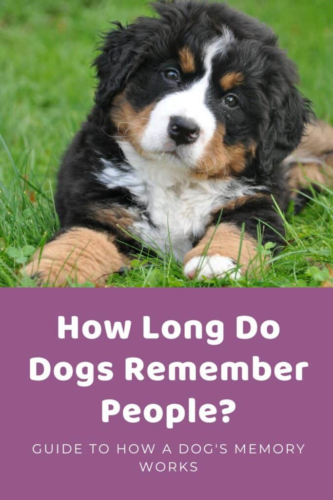 How Long Do Dogs Remember People