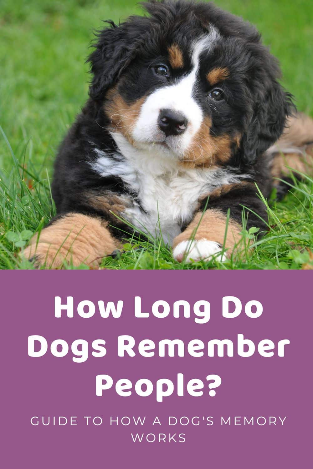 How Long Do Dogs Remember People