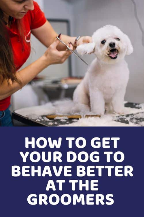 How To Get Your Dog To Behave Better At The Groomers 