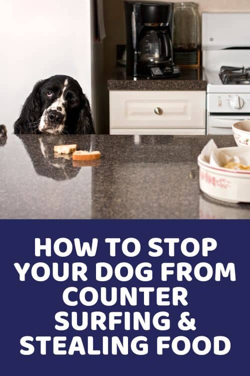 How To Stop Your Dog From Counter Surfing & Stealing Food