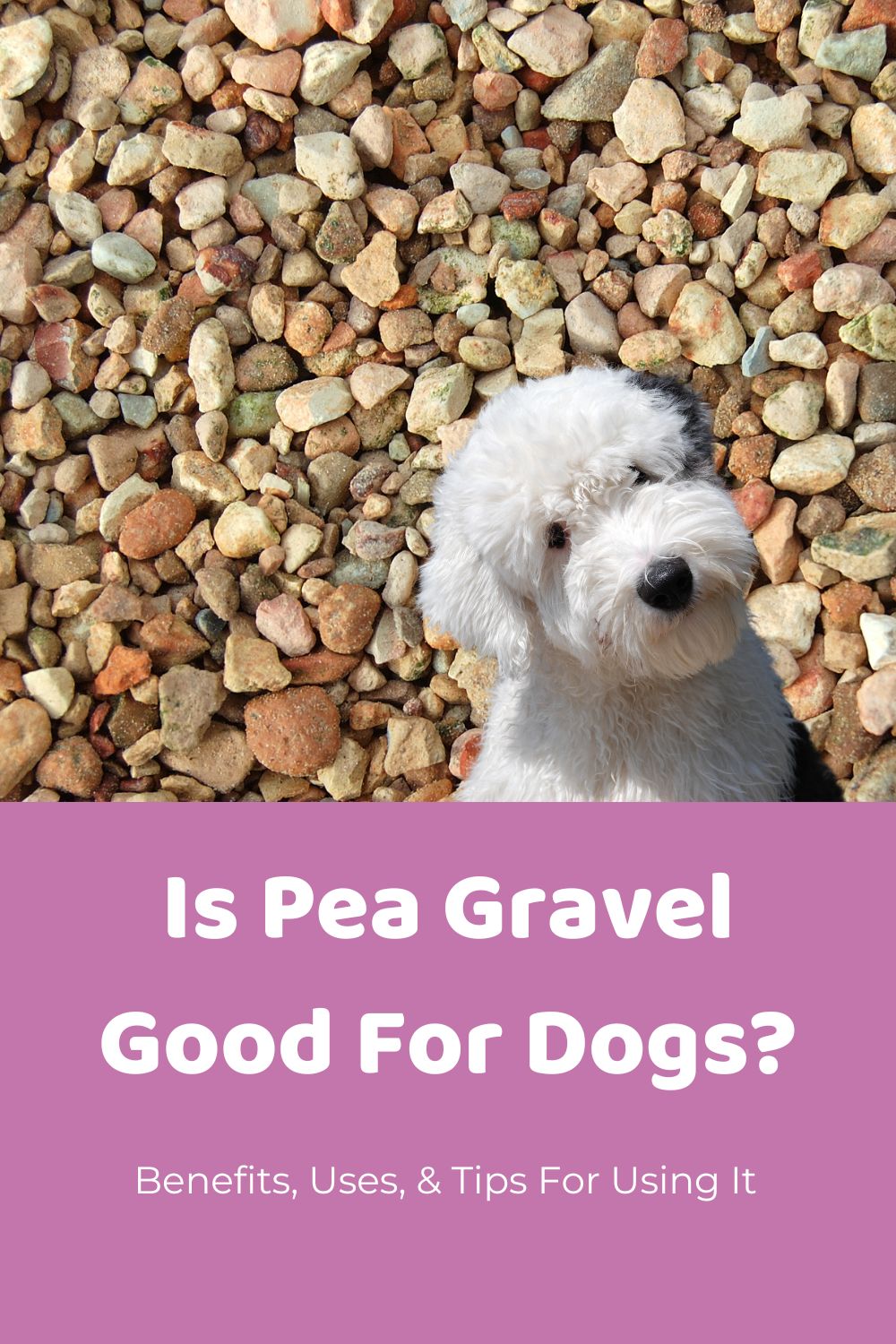 Is Pea Gravel Good For Dogs? Benefits, Uses, & Tips For Using It - Doodle  Doods