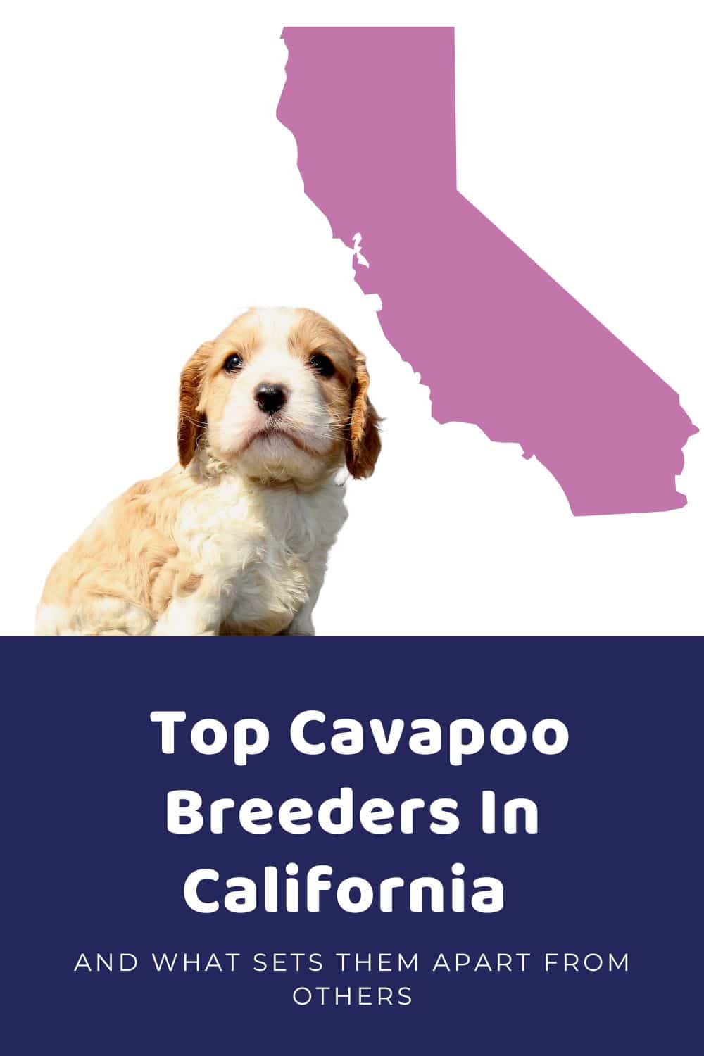 List Of Top Ethical Cavapoo Breeders In California