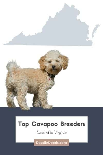 List Of Top Ethical Cavapoo Breeders In Virginia