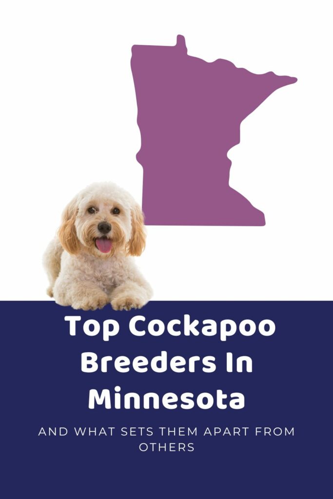 List Of Top Ethical Cockapoo Breeders In Minnesota