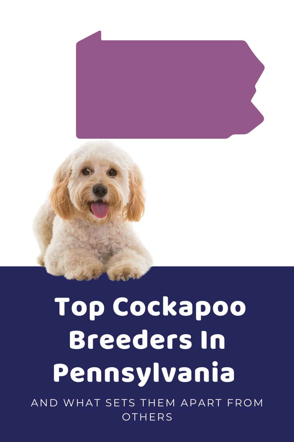 List Of Top Ethical Cockapoo Breeders In Pennsylvania 