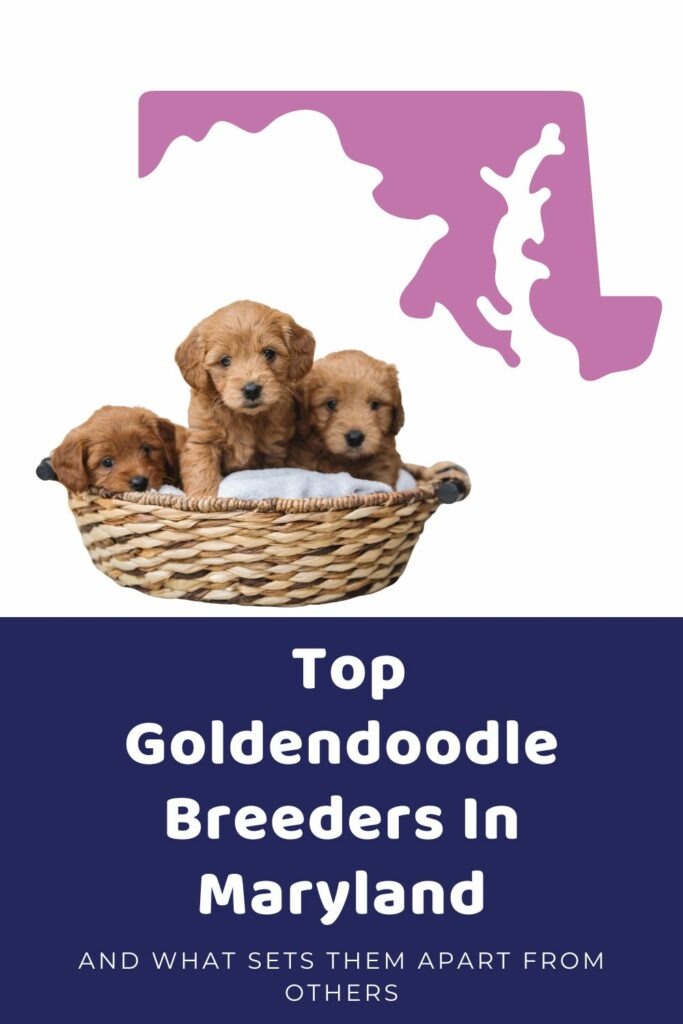 List Of Top Ethical Goldendoodle Breeders In Maryland