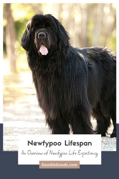Newfypoo Lifespan & What To Expect How Long Do Newfypoos Live