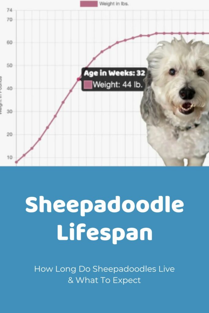 Sheepadoodle Lifespan & What To Expect
