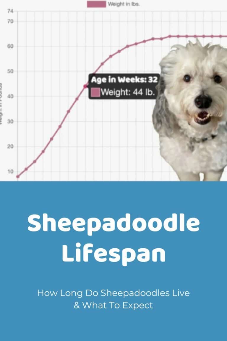 Sheepadoodle Size Charts Toy, Mini, Medium & Standard Sheepadoodles