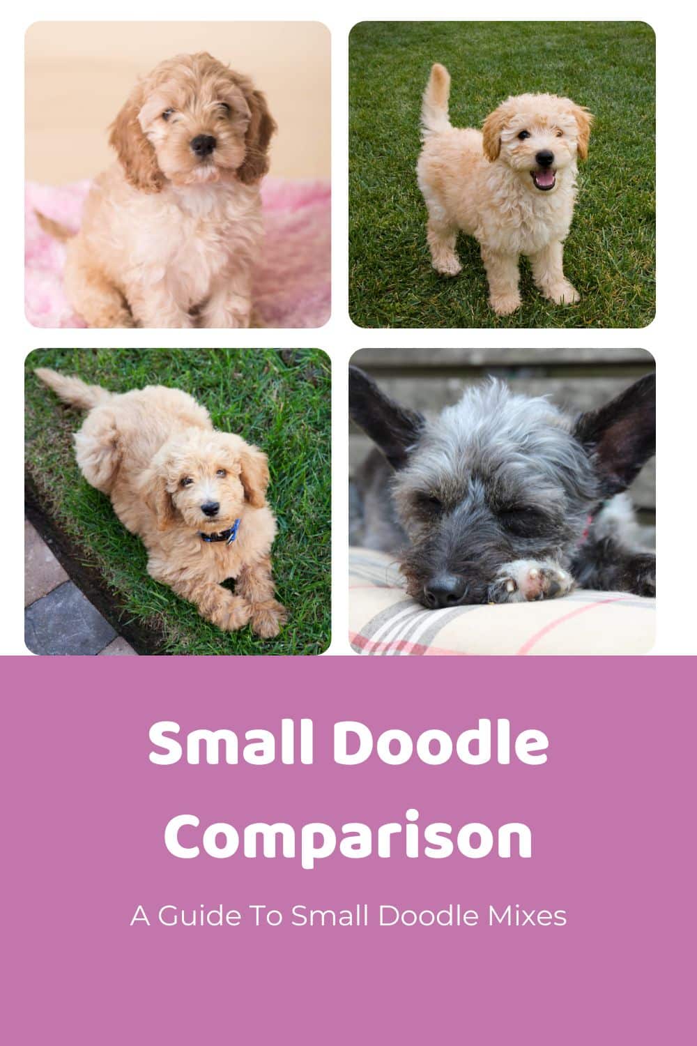 Lets Compare 22 Small Poodle Mixes: A Guide! - Doodle Doods
