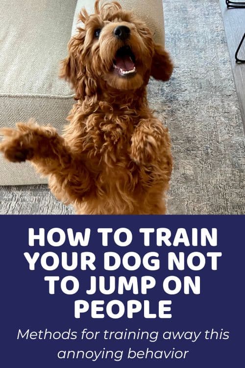 Teaching a Dog Not to Jump on People Methods for Training
