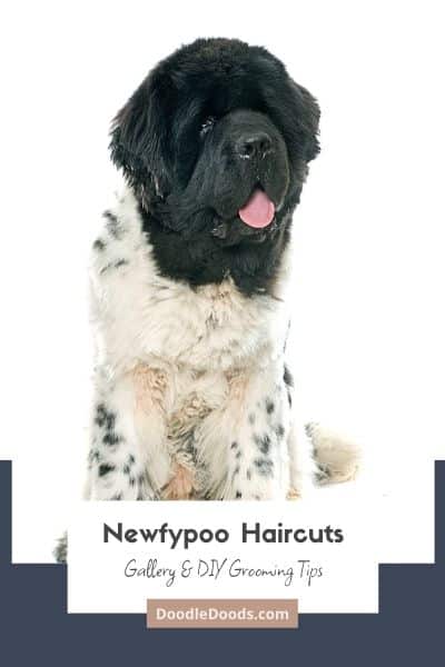 Top Newfypoo Haircuts (With Pictures!) & DIY Grooming Tips