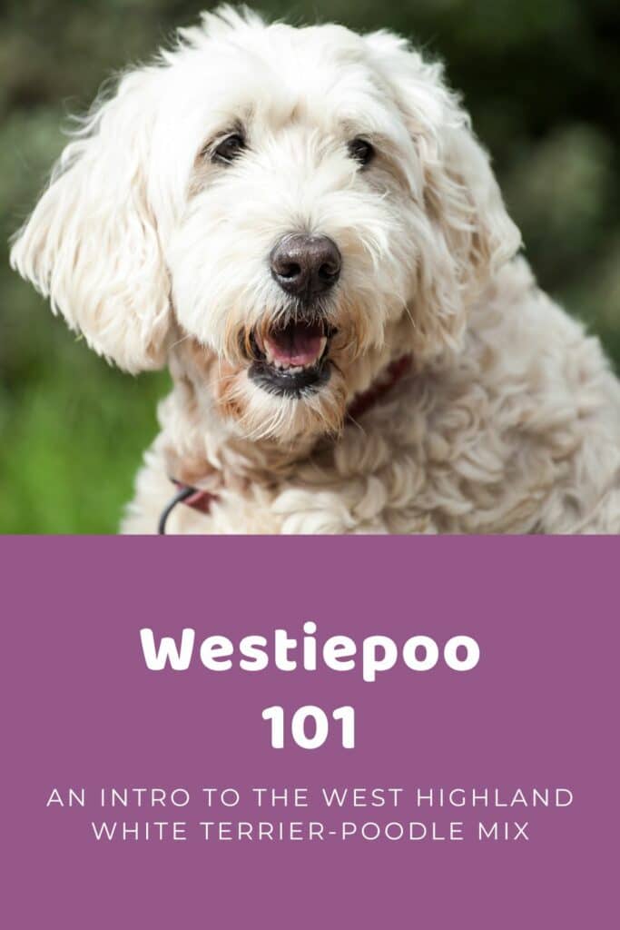 Westiepoo 101