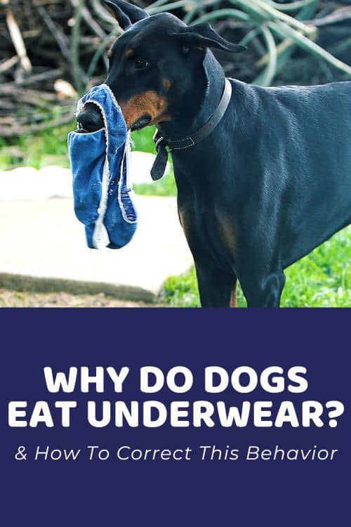 Why Do Dogs Eat Underwear + How to Stop This Behavior why does my dog eat my underwear