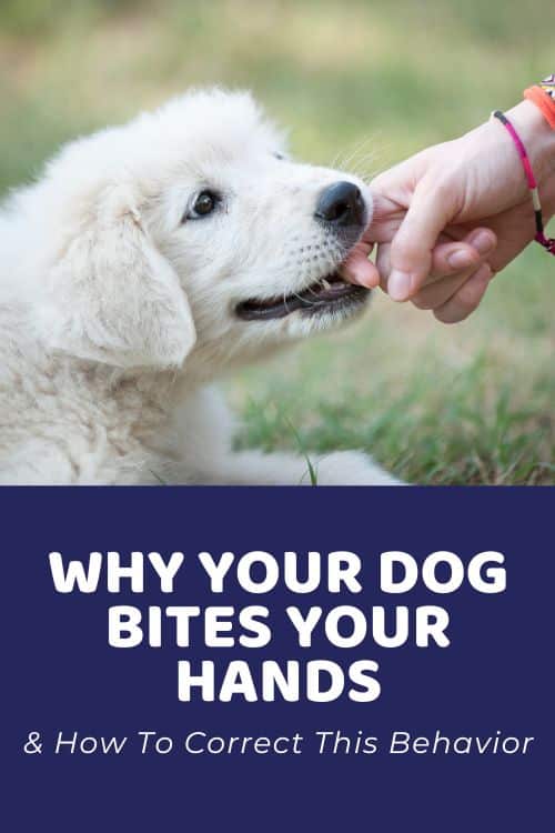 Why Your Dog Bites Your Hands & How To Correct This Behavior why does my dog bite my hands