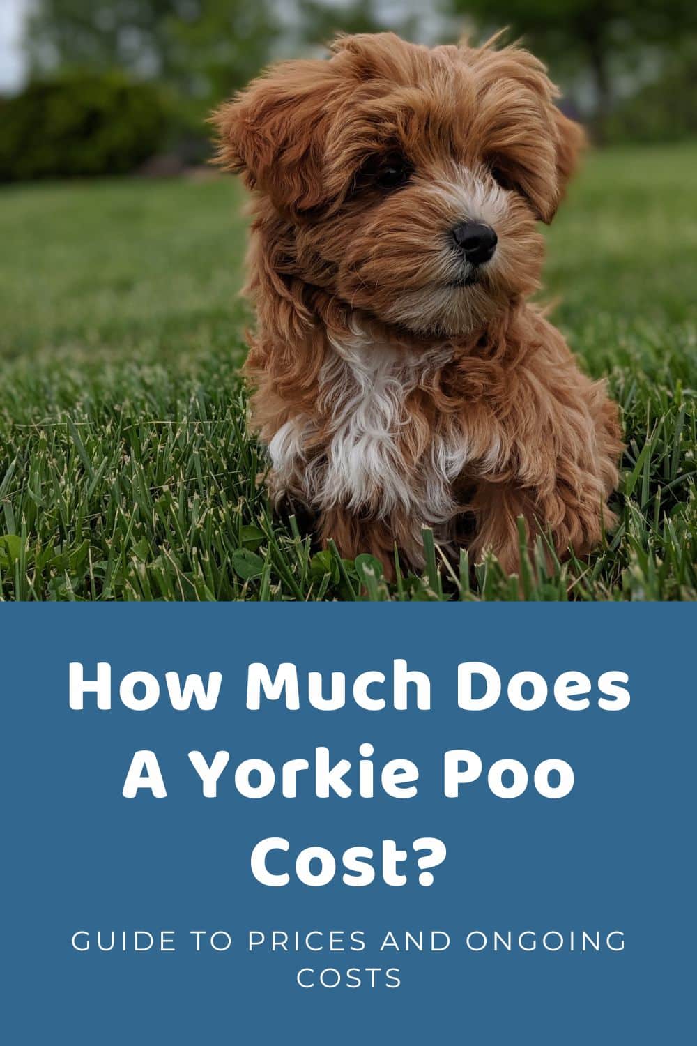 Yorkie Poo Price Overview of Pricing Factors & Ongoing Costs