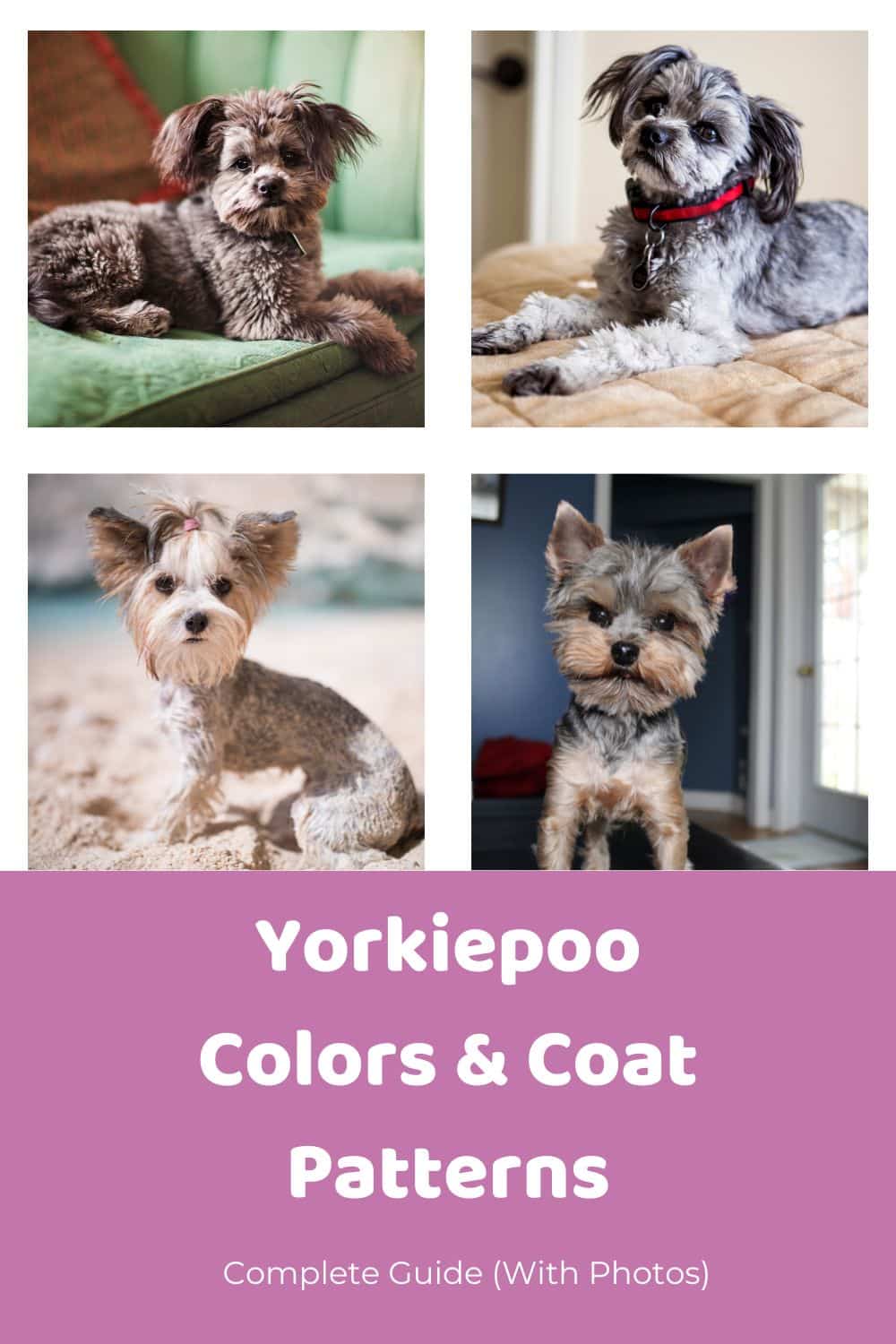 Yorkiepoo Colors & Coat Patterns
