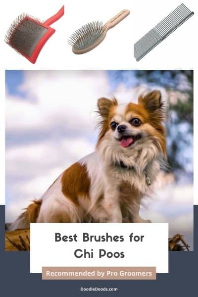 Best Brush For Chi-Poo Recommended By Pro Groomers
