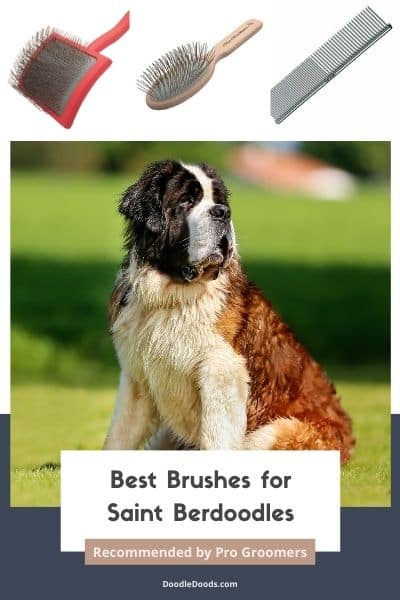 Best Brush For Saint Berdoodle Recommended By Pro Groomers