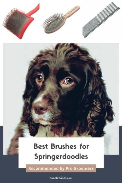 Best Brush For Springerdoodle Recommended By Pro Groomers