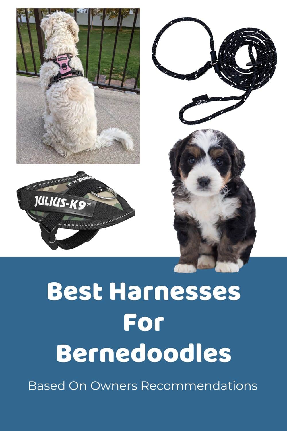 Best Harness For Berendoodles