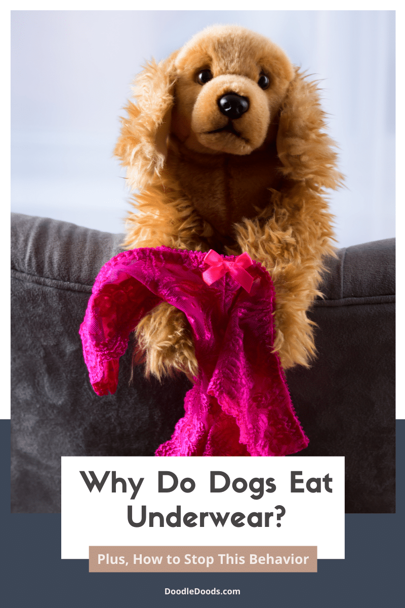 Dogs Eat Underwear