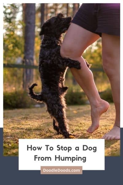 How To Stop a Dog From Humping Tips To Spare Your Blushes 