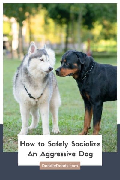 How to Safely Socialize An Aggressive Dog