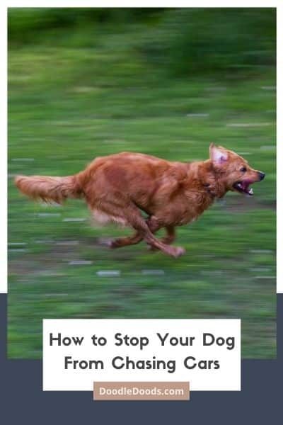 How to Stop Dogs from Chasing Cars + Why They Do It
