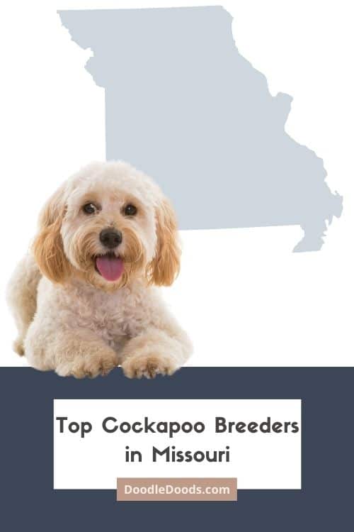 List Of Top Ethical Cockapoo Breeders In Missouri Cockapoo puppies for sale Missouri