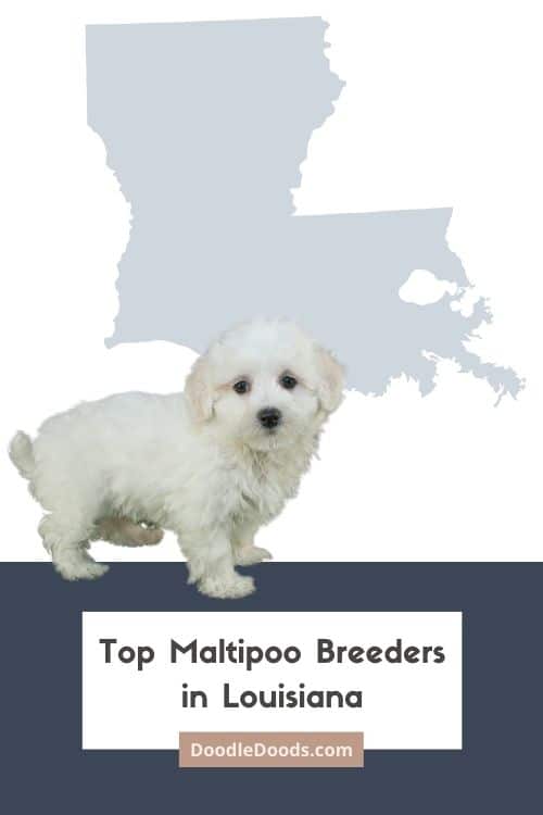 List Of Top Ethical Maltipoo Breeders In Louisiana Maltipoo puppies for sale Louisiana
