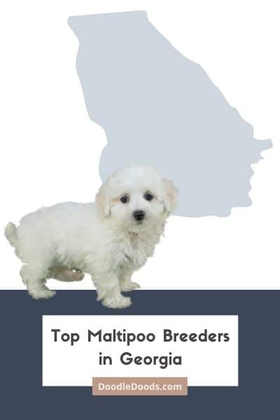 Maltipoo Puppies For Sale In Georgia From Top Ethical Breeders List Of Top Ethical Maltipoo Breeders In Georgia