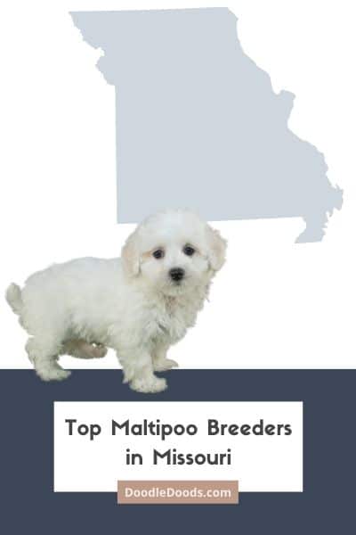 Maltipoo Puppies For Sale In Missouri From Top Ethical Breeders