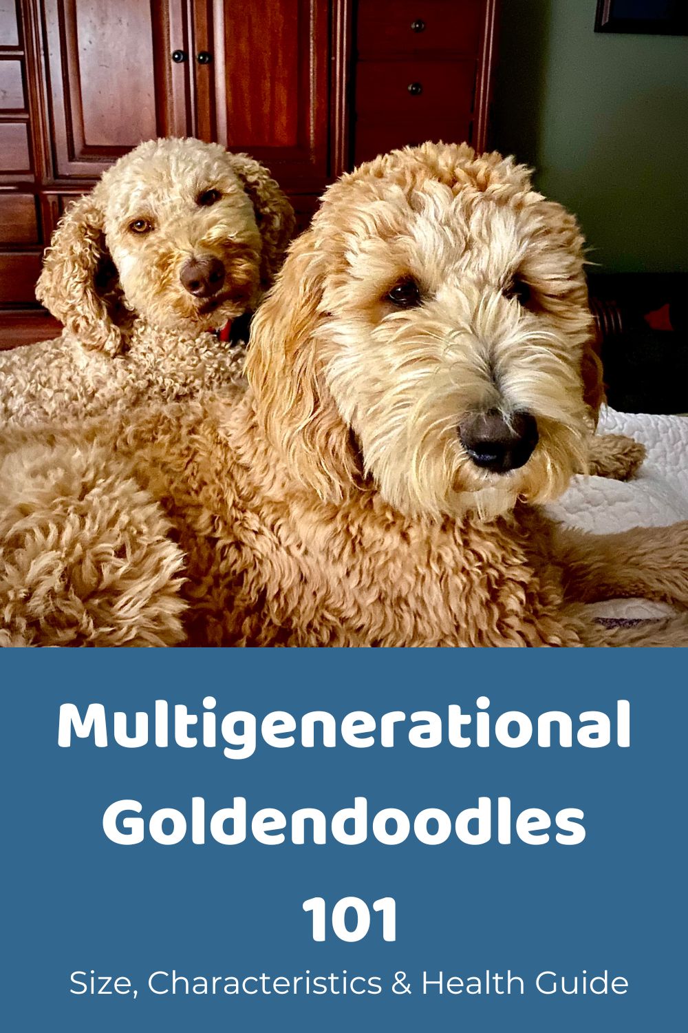 Goldendoodle (Groodle): Dog Breed Characteristics & Care