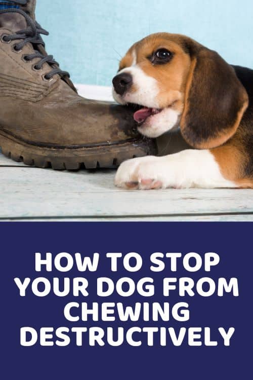 DIY Enrichment For Dogs: Stop Destructive & Anxious Behavior