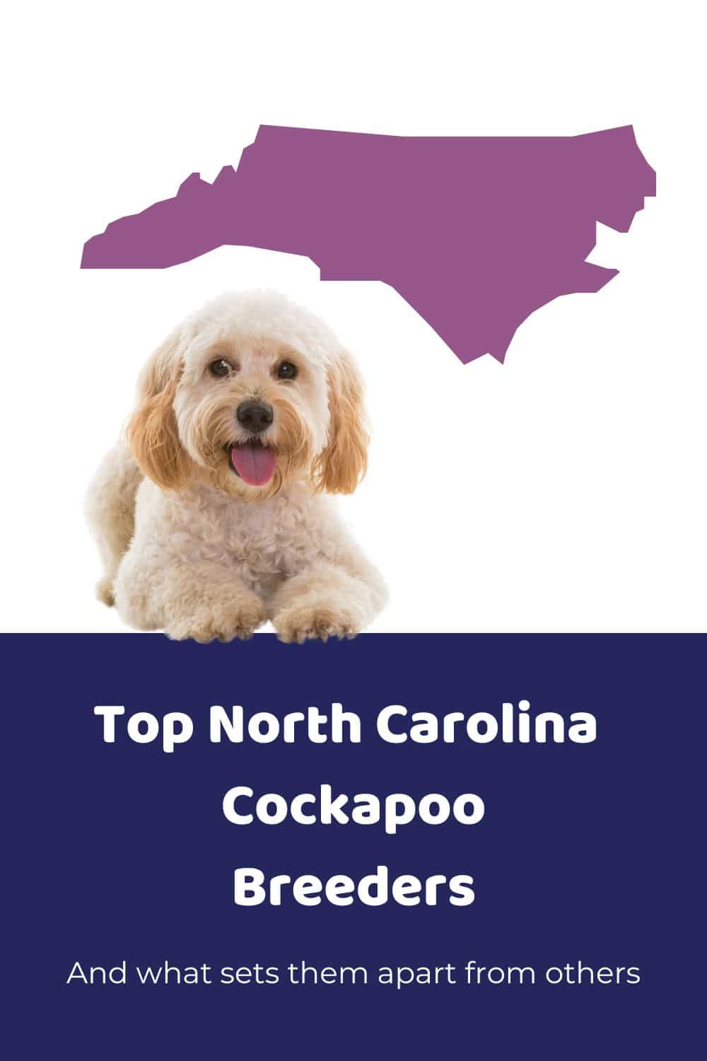 Top Ethical Cockapoo Breeders In NC (North Carolina)