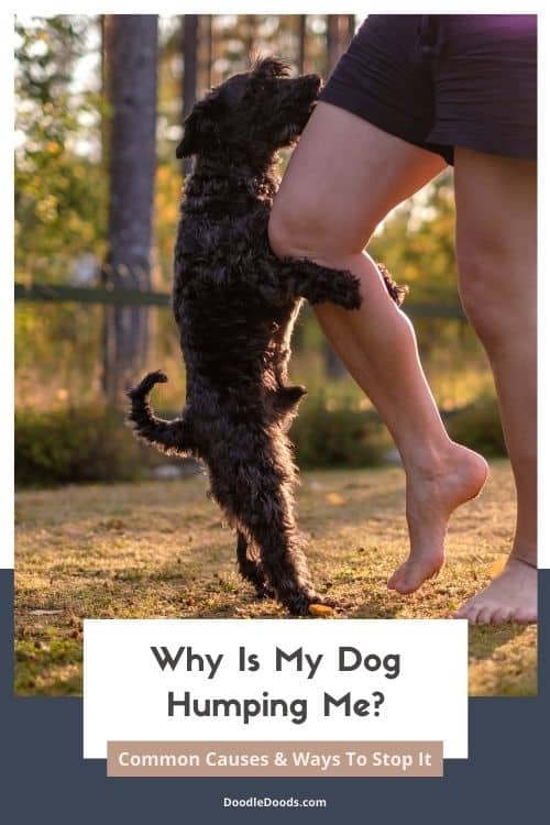 Why Is My Dog Humping Me Common Causes & Ways To Combat It