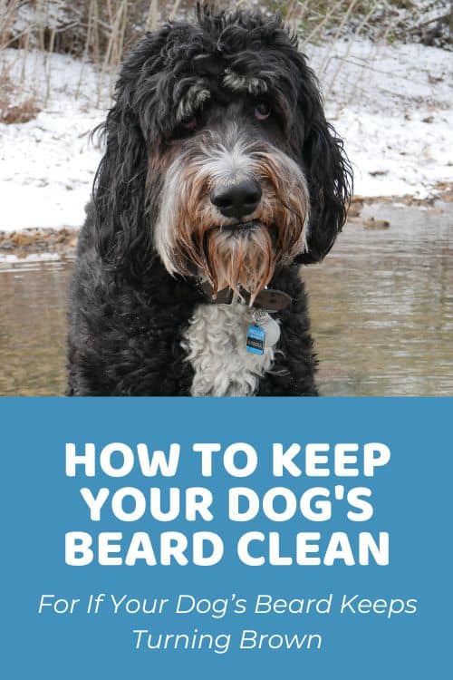 Why Is My Dog’s Beard Turning Brown How to Keep Your Dog's Beard Clean