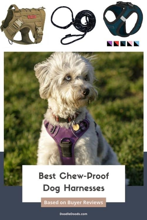 Best Chew Proof Dog Harness Based on Buyer Reviews