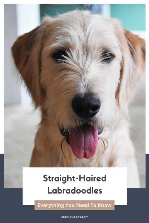 Everything You Need To Know About Straight-Haired Labradoodles