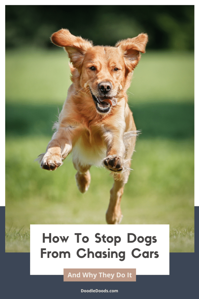 How To Stop Dogs From Chasing Cars