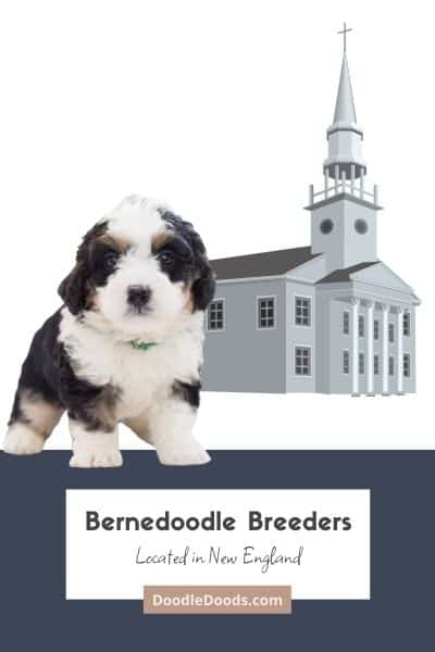 List Of Top Ethical Bernedoodle Breeders In New England Bernedoodle puppies for sale New England