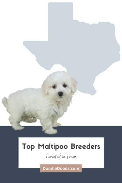 Maltipoo Puppies For Sale In Texas From Top Ethical Breeders