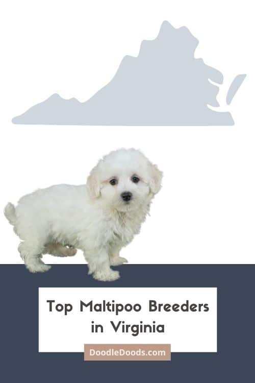 Maltipoo Puppies For Sale In Virginia From Top Ethical Breeders