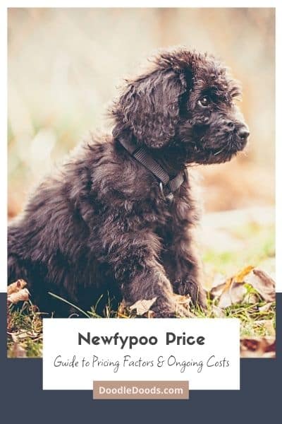 Newfypoo Price Overview of Pricing Factors & Ongoing Costs