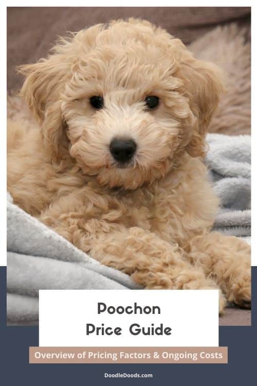 Poochon Price Overview of Pricing Factors & Ongoing Costs