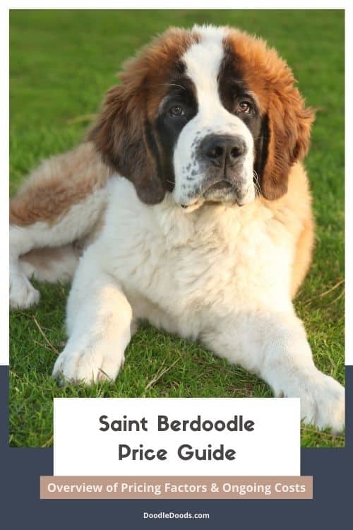 Saint Berdoodle Price Overview of Pricing Factors & Ongoing Costs