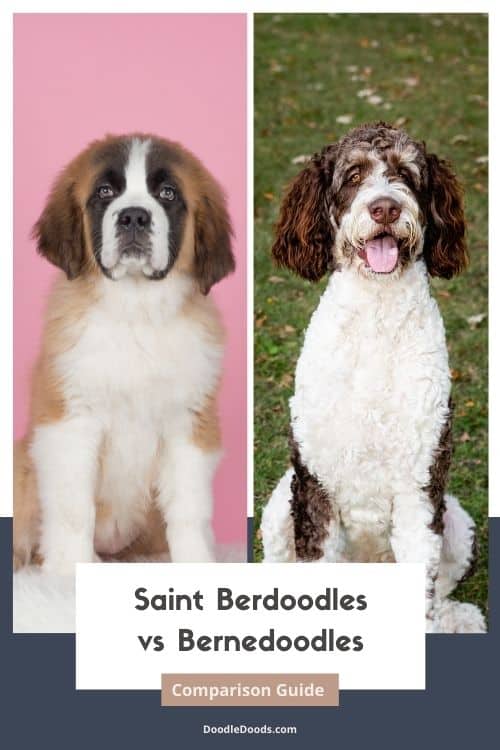 Saint Berdoodle vs Bernedoodle Comparing Temperament, Size, & Maintenance 