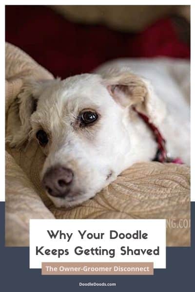 Why Your Doodle Keeps Getting Shaved The Owner-Groomer Disconnect